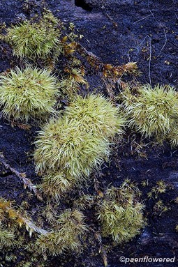 Plant form and habitat